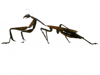 Mantis.
Hierro.
80 cm de longitud.